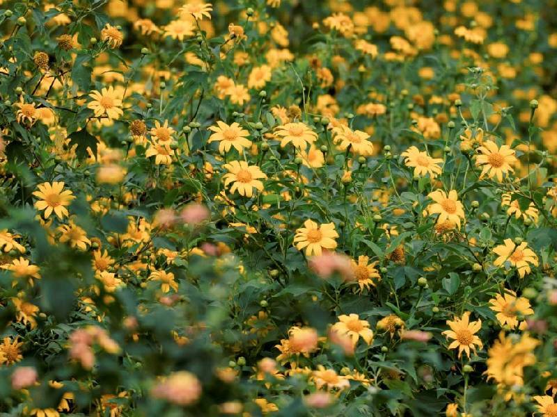 Hoa Dã Quỳ ngay trung tâm Đà Lạt