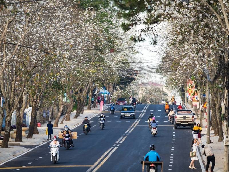tuyến phố nở Hoa Ban Đà Lạt