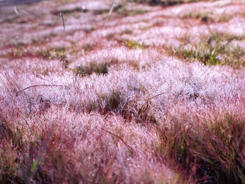 Cỏ Hồng Đà Lạt