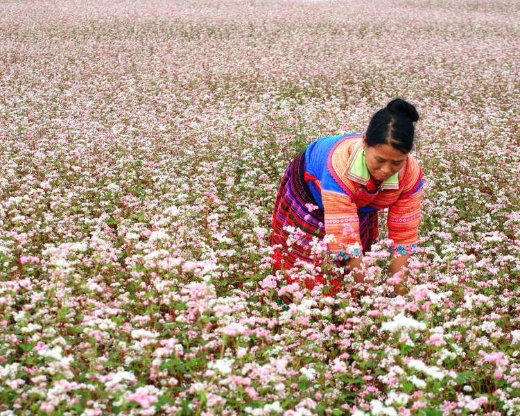 Hoa tam giác mạch nở rộ trên cao nguyên đá Đồng Văn.