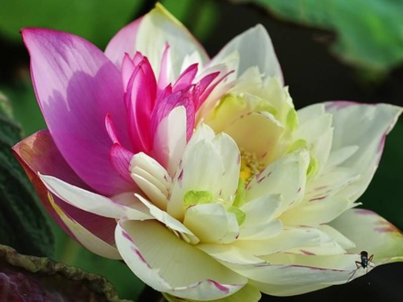 Hoa Sen Hà Nội Ninh Xá