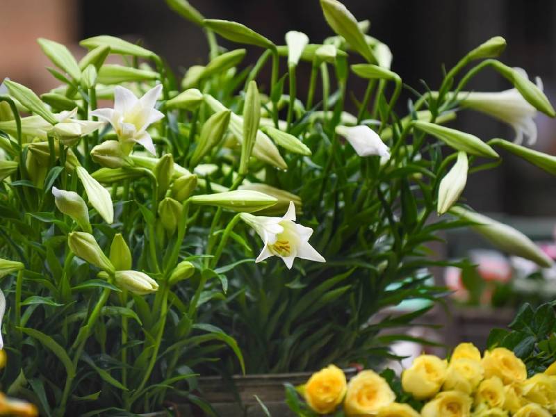 Hoa Loa Kèn Hà Nội Phan Đình Phùng