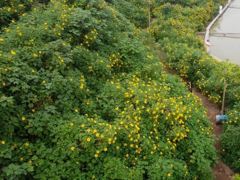 Hoa Dã Quỳ Hà Nội