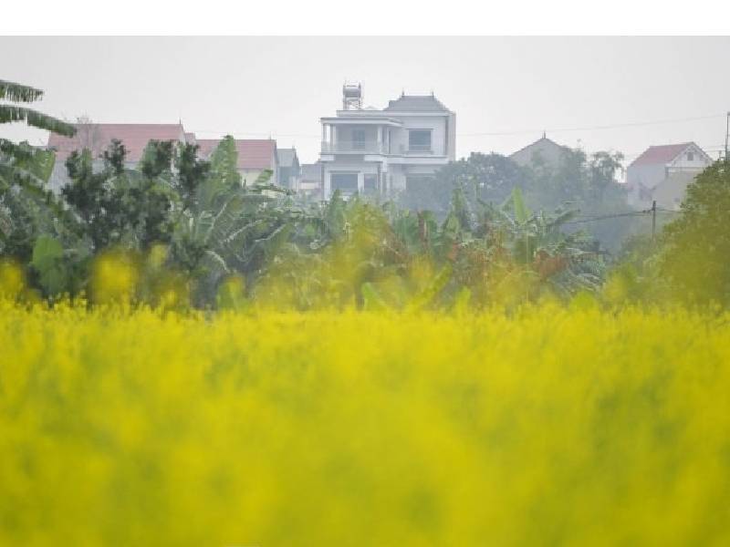 dạo ngắm Hoa Cải Vàng Hà Nội