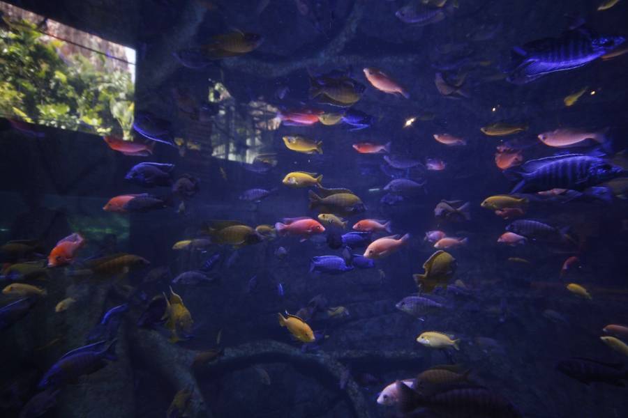 Aquaria Phuket
