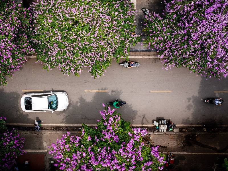 Hoa Bằng Lăng Hà Nội