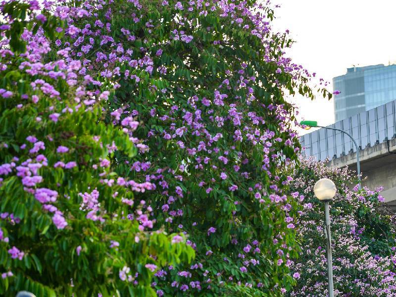 Hoa Bằng Lăng Hà Nội Hoàng Cầu