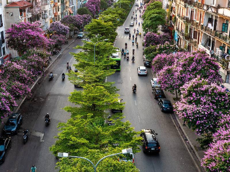 Hoa Bằng Lăng Hà Nội trên đường lớn