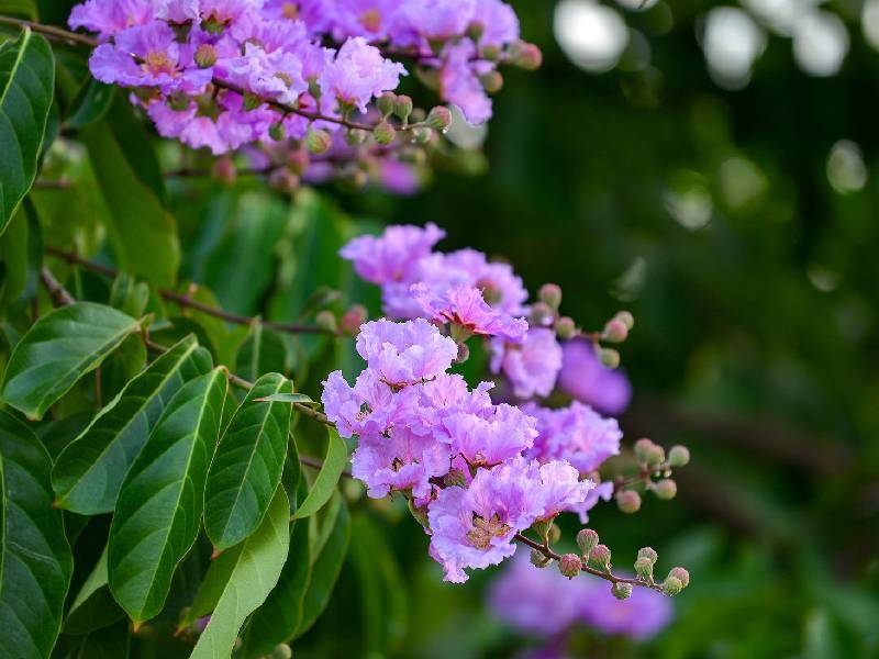 ngắm Hoa Bằng Lăng Hà Nội