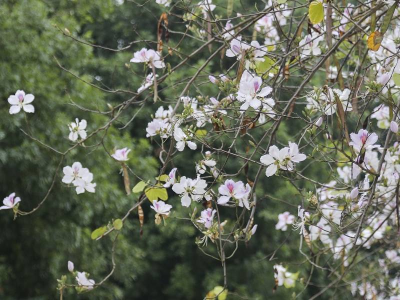 Hoa Ban đường Hà Nội