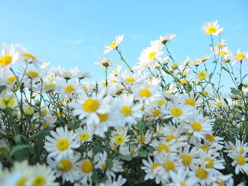 Cúc Họa Mi Hà Nội