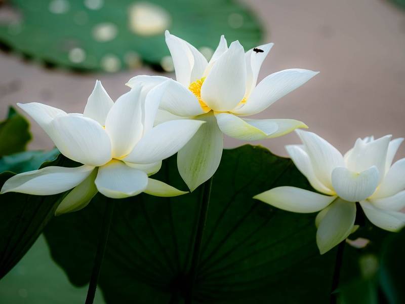 Hoa Sen Huế Lăng Gia Long