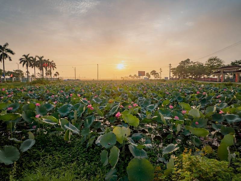 Ngắm Hoa Sen Huế