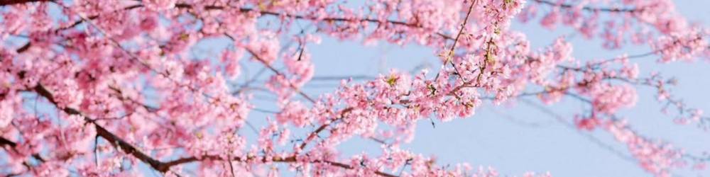 Hoa Mai Anh Đào Mộc Châu