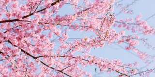 Ngắm Hoa Mai Anh Đào Mộc Châu ở đâu đẹp nhất 2025?, Traveloka VN