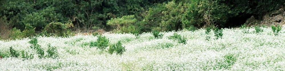 Hoa Cải Mộc Châu