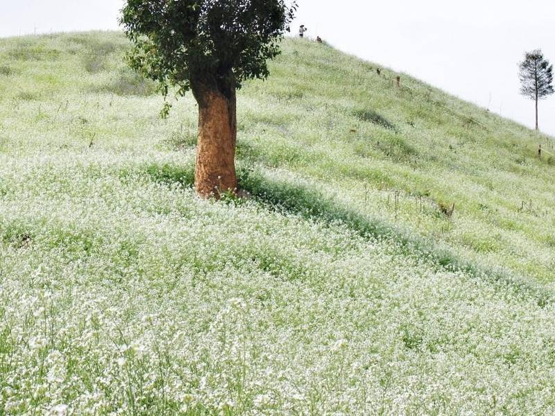 ngắm Hoa Cải Mộc Châu