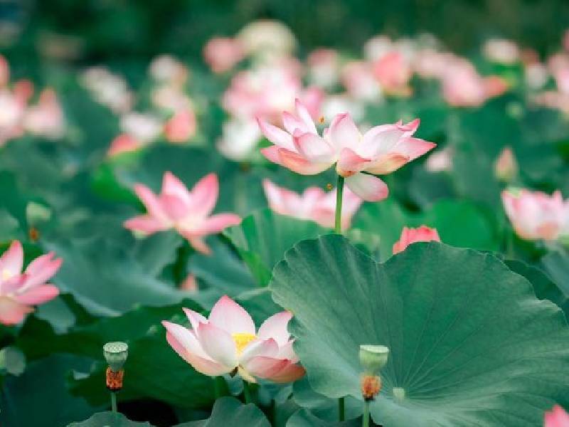 Hoa Sen Ninh Bình Tam Cốc