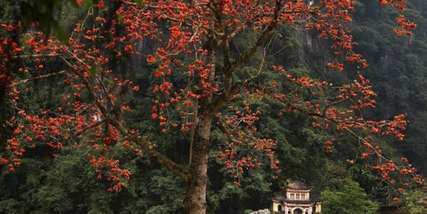 Ngắm Hoa Gạo Ninh Bình ở đâu đẹp nhất 2025?, Traveloka VN