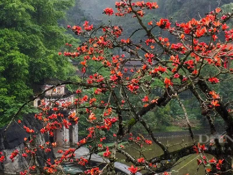 Hoa Gạo Ninh Bình Chùa Bích Động