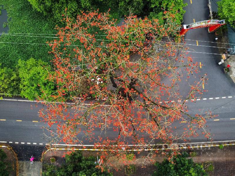 Hoa Gạo tại Ninh Bình