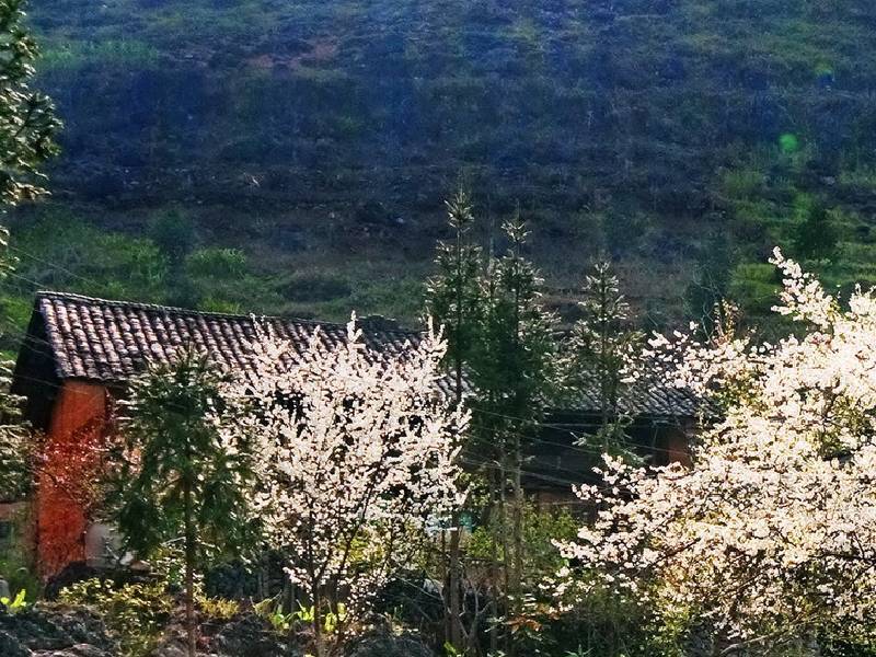 Hoa Mận Sapa