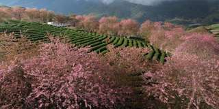 Ngắm Hoa Mai Anh Đào Sapa ở đâu đẹp nhất 2025?, Traveloka VN