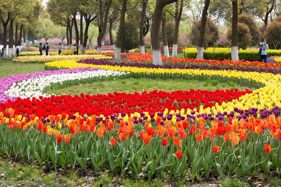 Các luống hoa tulip uốn lượn rực rỡ tại vườn Keukenhof lớn nhất thế giới. 