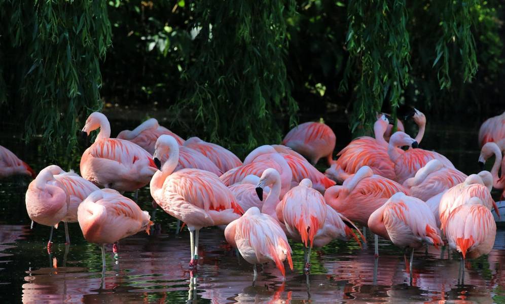 Sắc hồng lộng lẫy của đàn hồng hạc tại Vườn thú Hoàng gia ARTIS. 