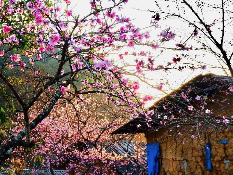 hoa đào Hà Giang
