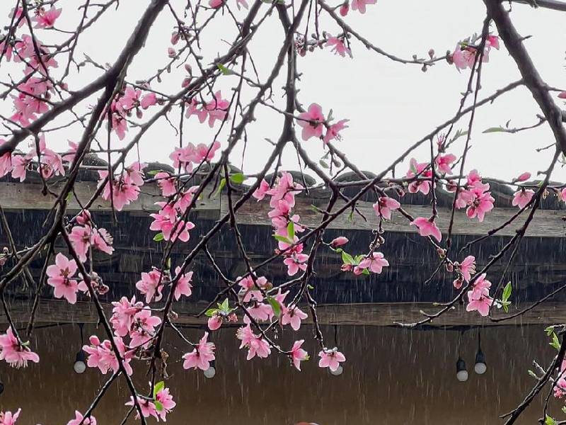 hoa đào Hà Giang Lô Lô Chải