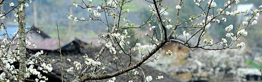 hoa mận Hà Giang