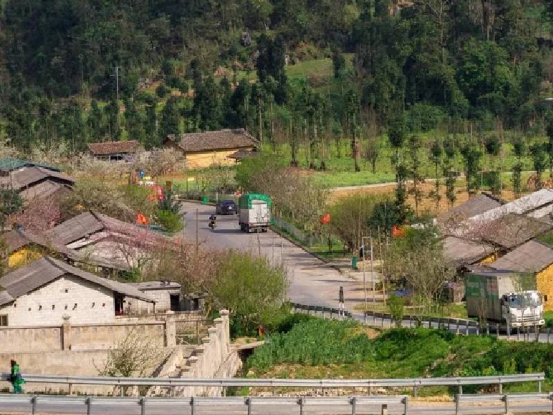 hoa mận Hà Giang Phó Bảng