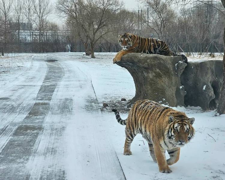 Trải nghiệm quan sát hổ ở cự li gần tại công viên hổ Siberia Hắc Long Giang.