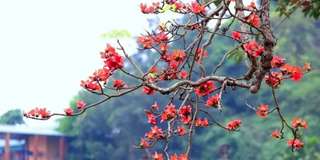 Ngắm hoa gạo Hà Giang ở đâu đẹp nhất 2025?, Traveloka VN