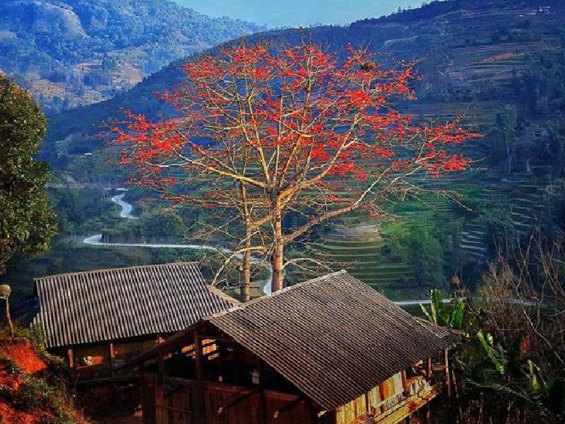 hoa gạo Hà Giang Cao nguyên đá Đồng Văn