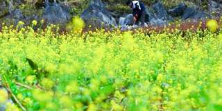 Ngắm hoa cải Hà Giang ở đâu đẹp nhất 2025?, Traveloka VN