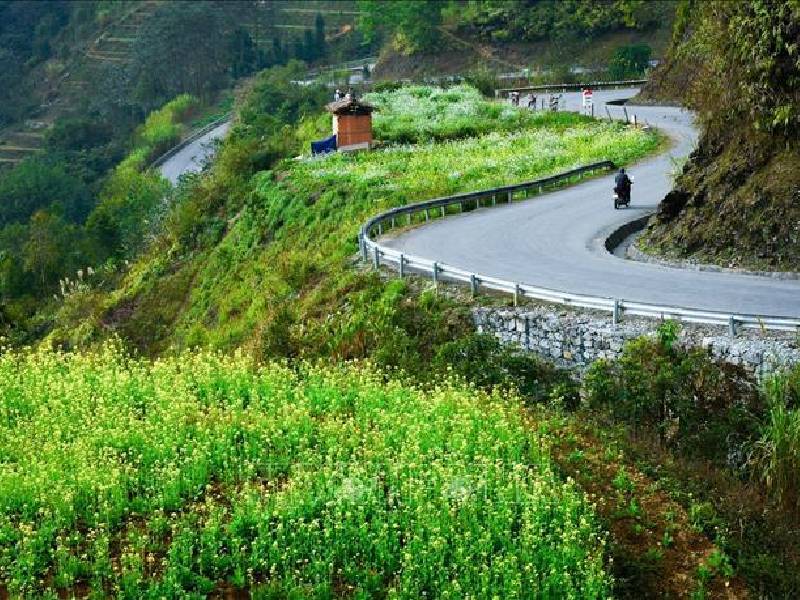 hoa cải Hà Giang ven đường