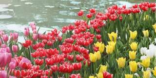 Ngắm hoa tulip Hà Nội ở đâu đẹp nhất 2025?, Traveloka VN