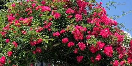 Ngắm hoa hồng cổ Sapa ở đâu đẹp nhất 2025?, Traveloka VN