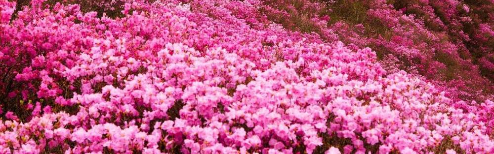 hoa đỗ quyên rừng Sapa