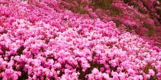 Ngắm hoa đỗ quyên rừng Sapa ở đâu đẹp nhất 2025?, Traveloka VN