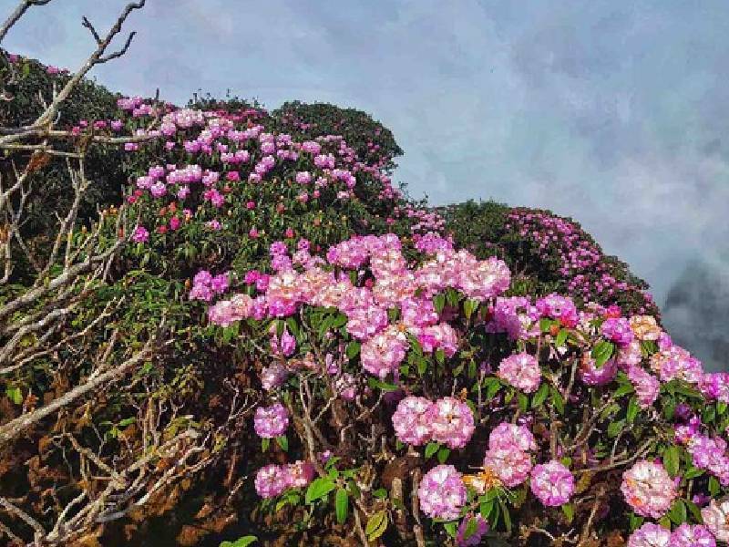 hoa đỗ quyên rừng Sapa