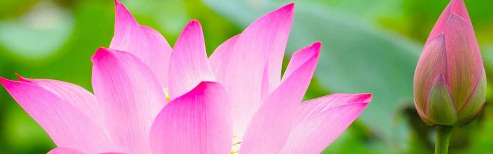 hoa sen Đồng Tháp