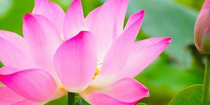 Ngắm hoa sen Đồng Tháp ở đâu đẹp nhất 2025?, Traveloka VN