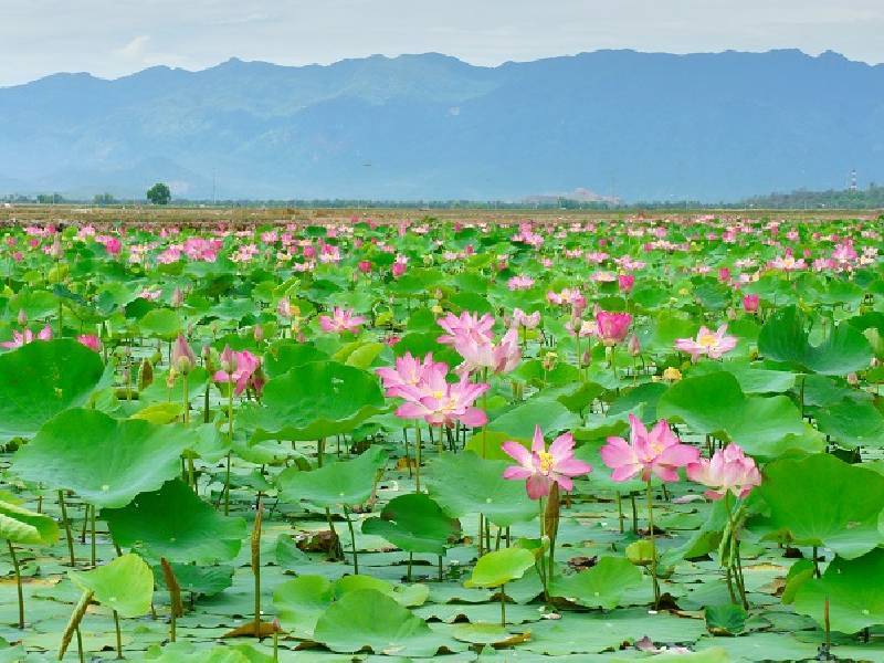 hoa sen Đồng Tháp ở khu du lịch