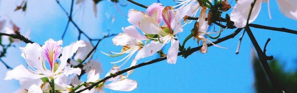 hoa ban Điện Biên