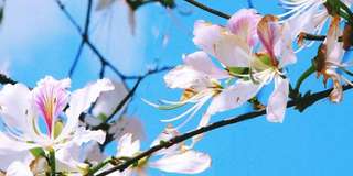 Ngắm hoa ban Điện Biên ở đâu đẹp nhất 2025?, Traveloka VN