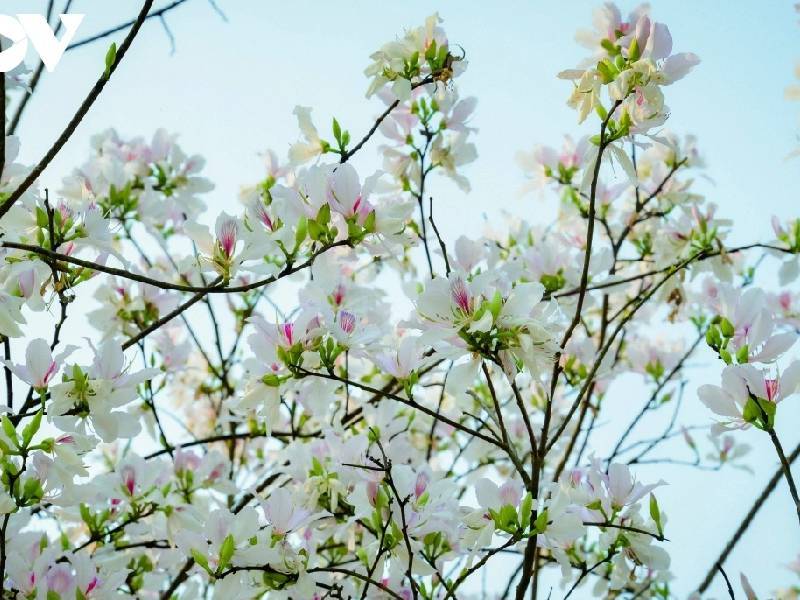 hoa ban Điện Biên