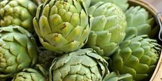 Ngắm hoa atiso Đà Lạt ở đâu đẹp nhất 2025?, Traveloka VN